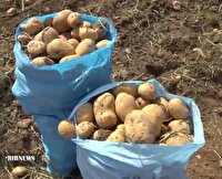 برداشت سیبزمینی از زمینهای زراعی قروه