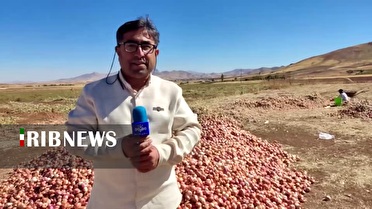 آغاز برداشت پیاز از مزارع دهگلان