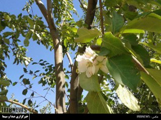 شکوفه دهی درخت سیب در انگوران استان زنجان