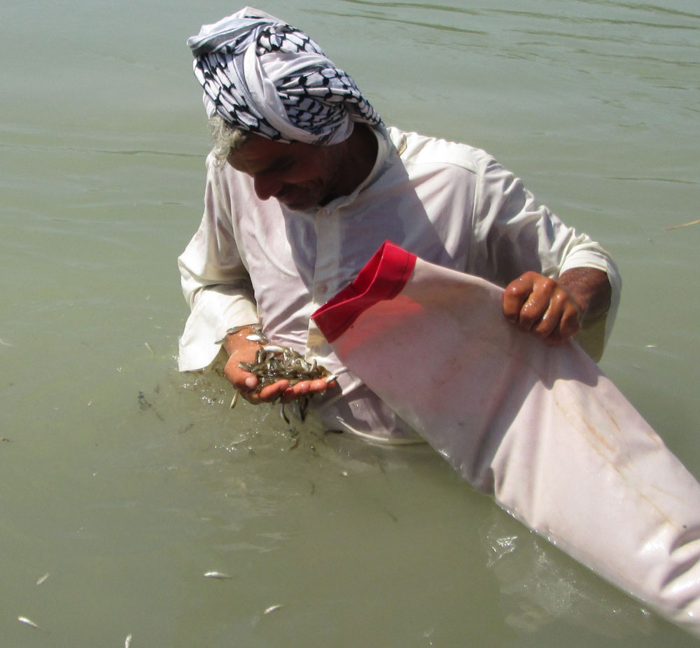 رهاسازی 14 میلیون قطعه بچه ماهی در تالاب شادگان