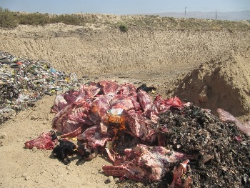 امحاء ۲ تن فرآورده‌های خام دامی ناسالم در سرپل ذهاب