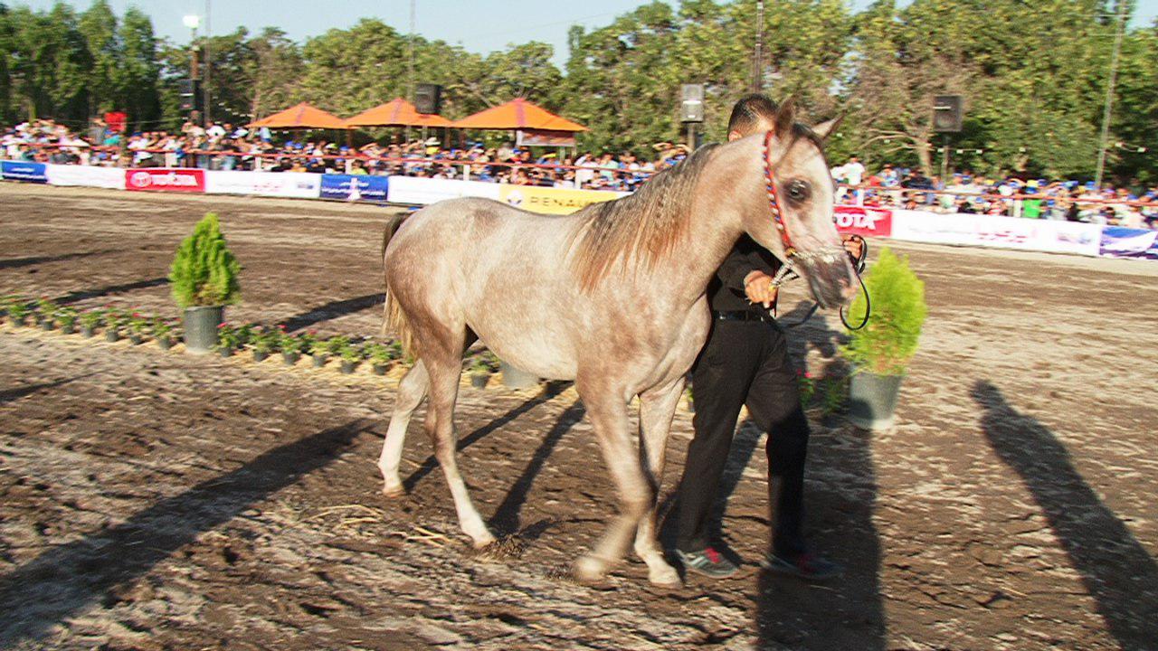 برگزاری 10 جشنواره زیبایی اسب اصیل ایرانی در کشور برگزاری 10 جشنواره زیبایی اسب اصیل ایرانی در کشور