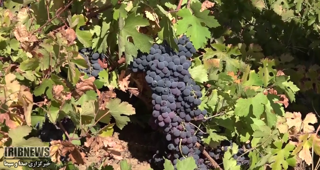 پیش بینی تولید ۱۶ هزار تُن انگورِ سیاه در مریوان پیش بینی تولید ۱۶ هزار تُن انگورِ سیاه در مریوان