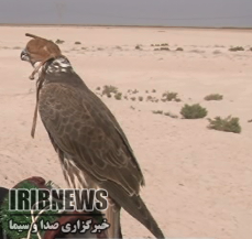 شکارچی پرنده در دام محیط بانان آبادانی شکارچی پرنده در دام محیط بانان آبادانی