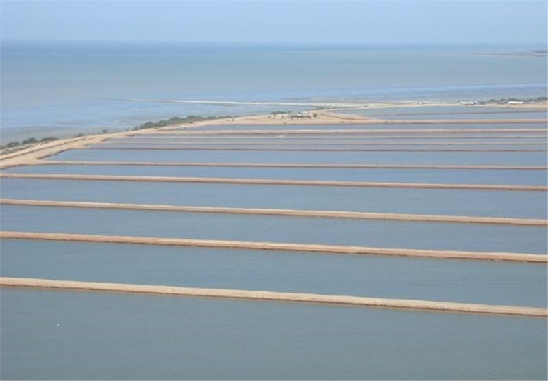 بهره برداری از کارگاه تکثیر ماهی و میگوی رودحله بهره برداری از کارگاه تکثیر ماهی و میگوی رودحله