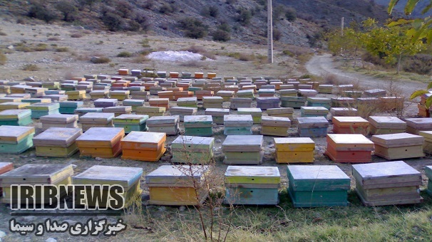 تولید  21 تن انواع فرآورده‌های زنبور عسل در استان زنجان