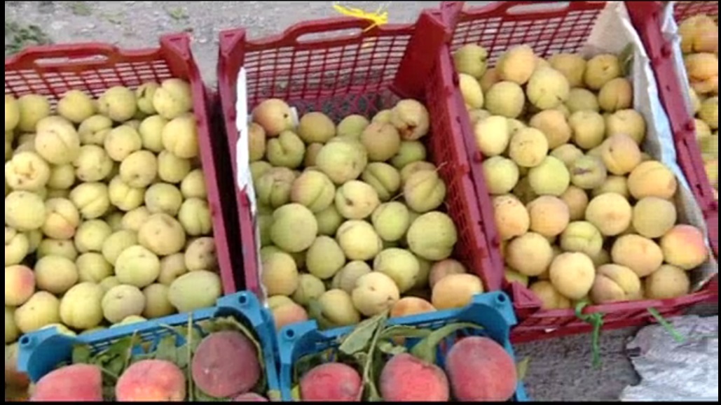 برگزاری جشن برداشت زردآلو در بخش سیوان