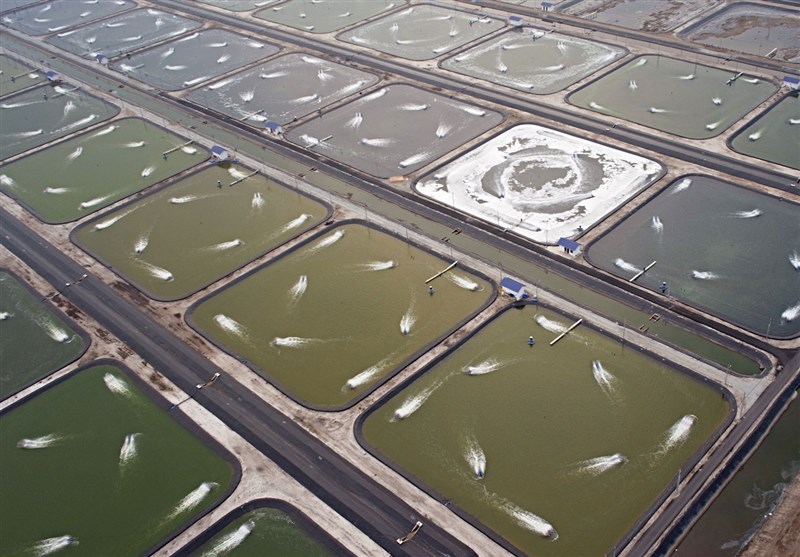 تکثیر بچه میگو در خانه های روستایی بوشهر تکثیر بچه میگو در خانه های روستایی بوشهر