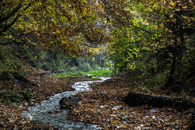 ذخیره 3 میلیارد مکعب آب در جنگلهای شمال