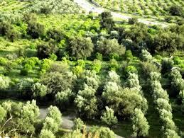 تولید بیش از ۶۰ هزار تن محصولات باغی در دنا