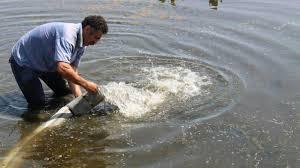 آغاز رها سازی بچه ماهیان به منابع آب شمال غرب کشور