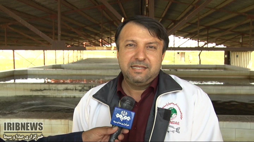 ده سال تلاش برای تولد گرانبها ترین ماهی خاویاری خزر