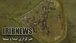 ده سال تلاش برای تولد گرانبها ترین ماهی خاویاری خزر