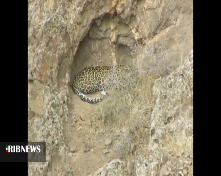 مشاهده یک قلاده پلنگ ایرانی شهرستان خلخال