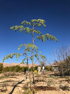 مورینگا نوید بخش کشاورزان بخش جویم لارستان مورینگا نوید بخش کشاورزان بخش جویم لارستان
