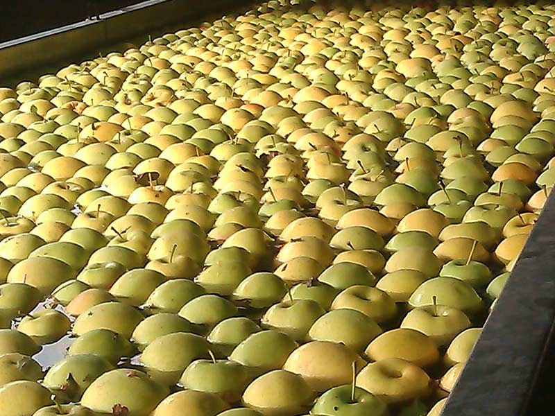 سهم ناچیز سیب در صادرات