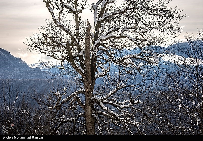 طبعیت برفی ديلمان + تصاویر