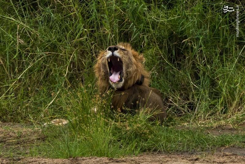 تصاویر ديدني حیات وحش تصاویر ديدني حیات وحش
