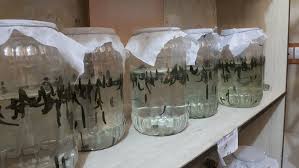 رشد 76 درصدی زالوی طبی دراستان مرکزی رشد 76 درصدی زالوی طبی دراستان مرکزی