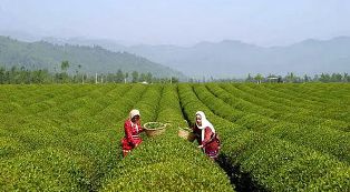 رونق تولید برگ سبز چای در شمال ایران