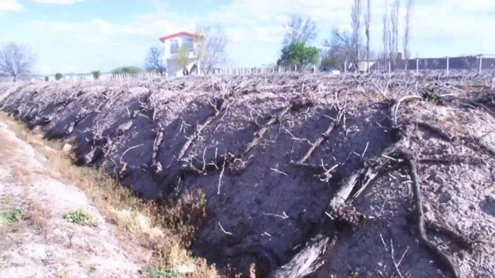 سرما به جان تاکستان های ملکان