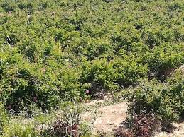 خراسان رضوی رتبه نخست مناطق زیست محیطی