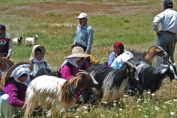 برگزاری آیین سنتی «شیردوشان» در روستای گراخک