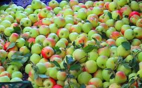 برداشت سیب گلاب در مرودشت---فردا برداشت سیب گلاب در مرودشت---فردا