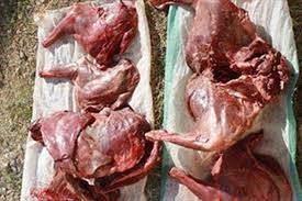کشف گوشت میش وحشی در تربت حیدریه