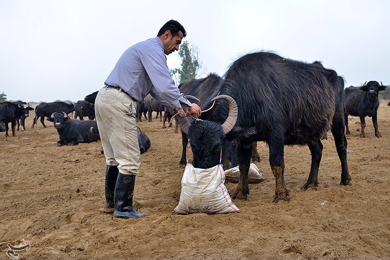 رتبه نخست رضوانشهر و صومعه سرا در پرورش دام برتر هزاره سوم رتبه نخست رضوانشهر و صومعه سرا در پرورش دام برتر هزاره سوم