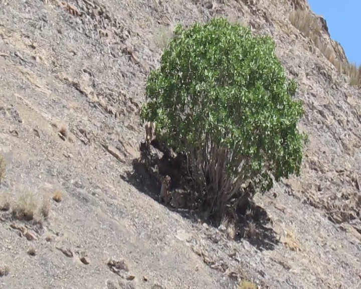 بازگشت اشک سیاه به چاه شیرین