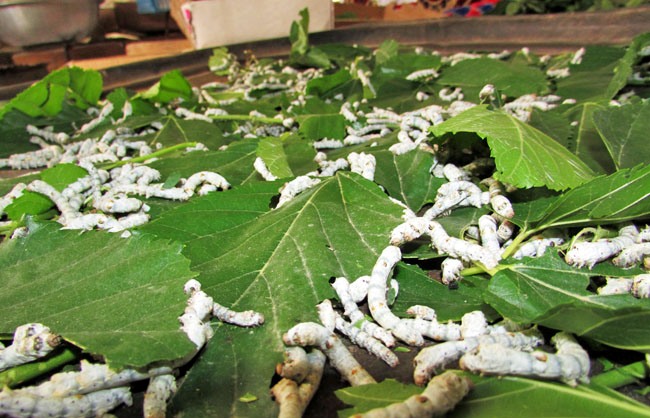 افزایش ۳۶ درصدی پرورش کرم ابریشم در مازندران