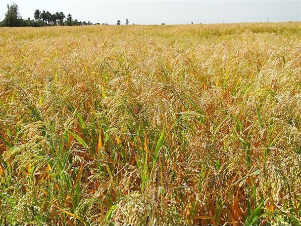 توسعه کشت گیاهان کم آب بر در خرامه