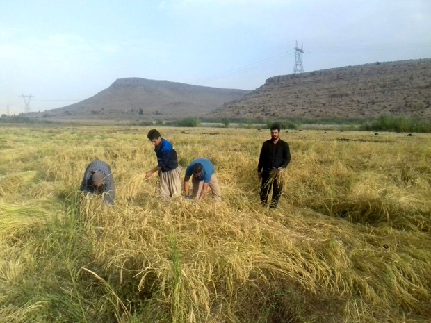 برداشت ۹۸۰ تن برنج از شالیزار‌های گیلانغرب