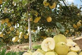 مدیر جهاد کشاورزی مرودشت: مدیر جهاد کشاورزی مرودشت: