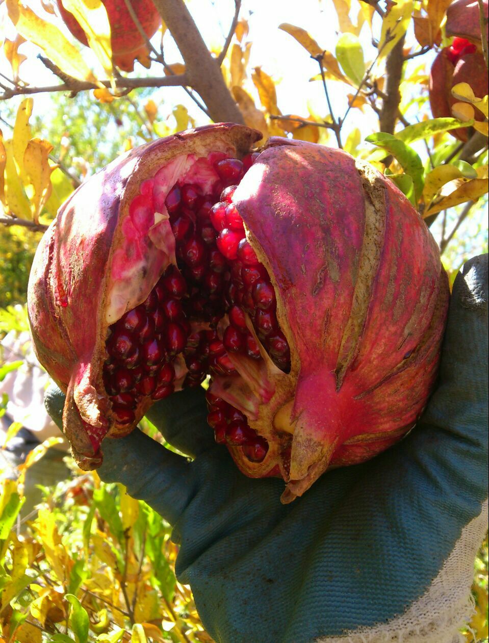 برداشت ۶ هزارتن انار برداشت ۶ هزارتن انار