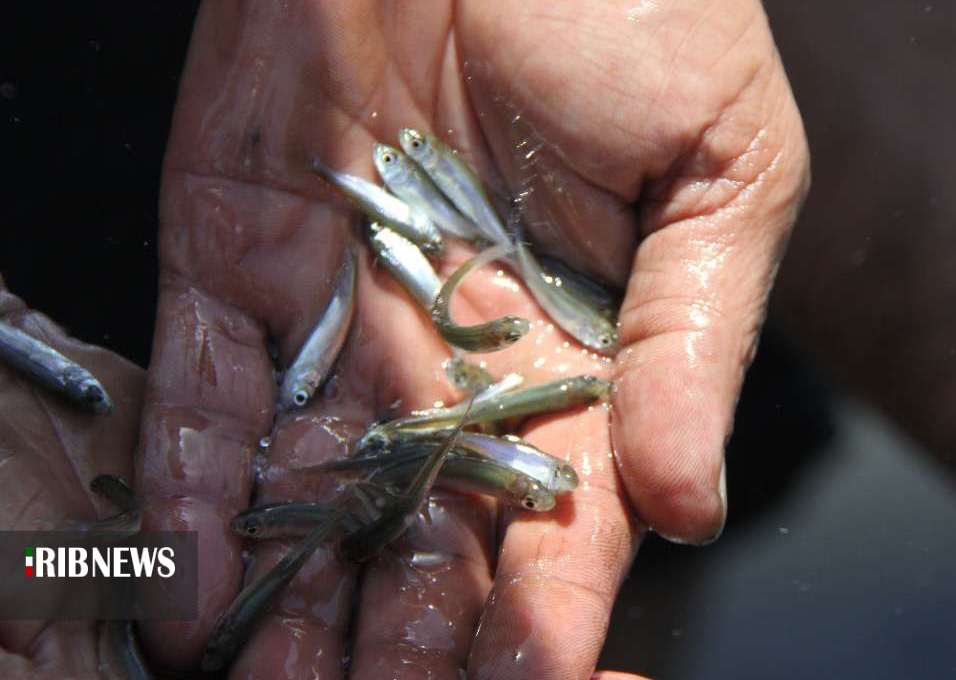 تکثیر ذخایر استخوانی خزر ؛ خارج از دریا اما طبیعی