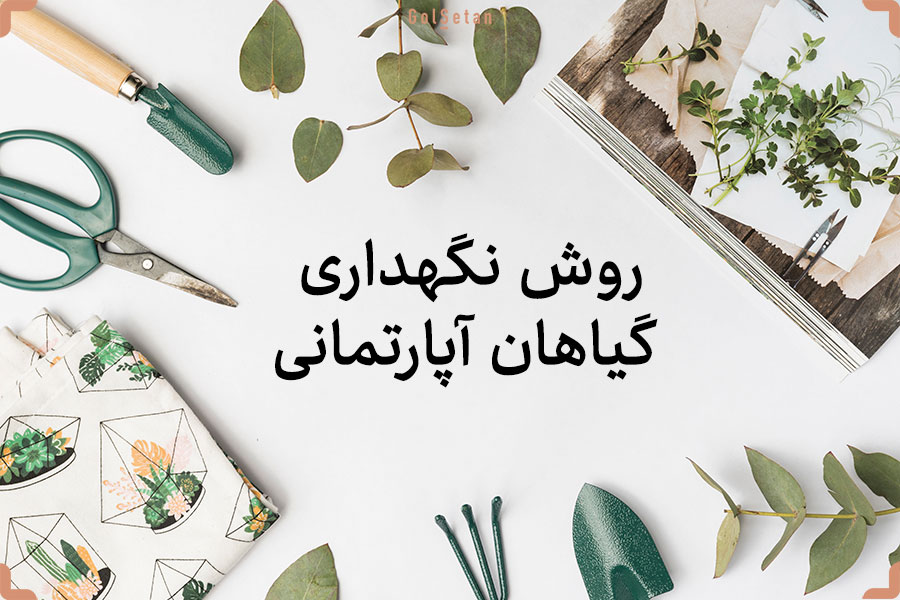 روش نگهداری گیاهان آپارتمانی