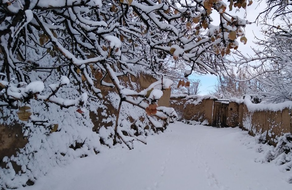 شاخه های برف گرفتهٔ درختان را بتکانید شاخه های برف گرفتهٔ درختان را بتکانید