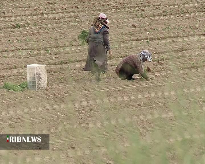 زنان خراسان شمالی؛ در صدر مشارکت اقتصادی زنان کشور