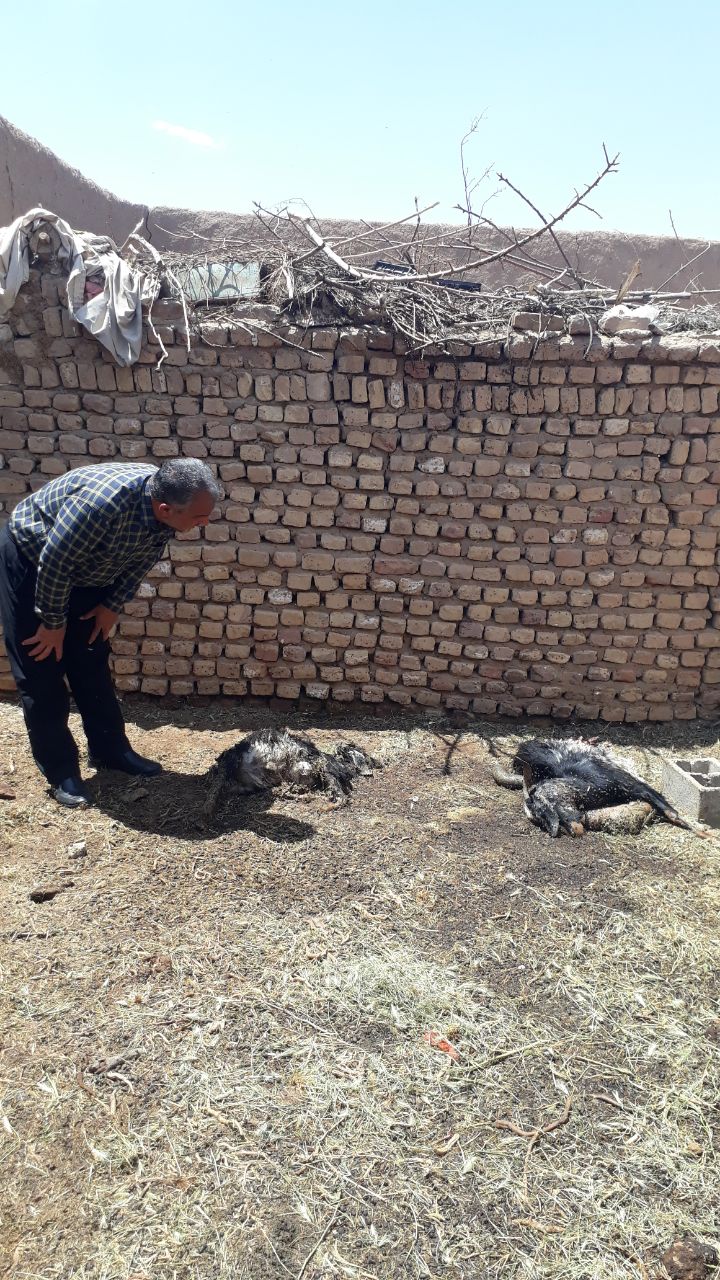 حمله گرگ به دامداری در بادرود