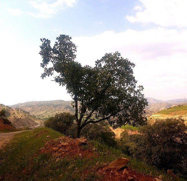 درختی شبیه نقشه ایران