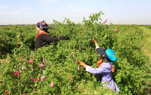 تورم تولیدکننده زراعت ۳۲.۹ درصد اعلام شد تورم تولیدکننده زراعت ۳۲.۹ درصد اعلام شد