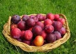 از خواب‌آوری گیلاس تا آرام‌ بخشی هلو