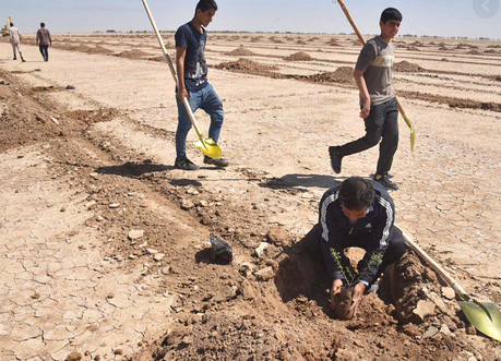 نهال کاری 4 هزار هکتار از کانون‌های ریزگرد ها