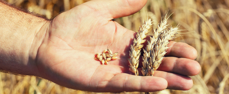 پایان برداشت جو در شهرستان بوانات