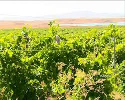 بارش باران به همراه تکرگ بارش باران به همراه تکرگ