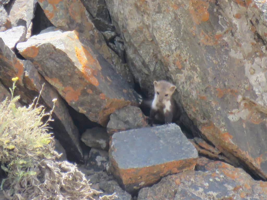 ثبت تصویر و مشاهده گونه کمیاب 