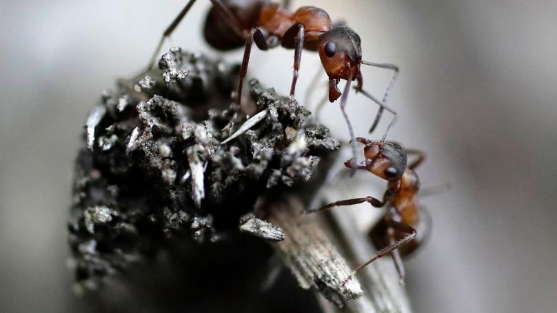 حتی حیوانات هم فاصله اجتماعی را حفظ می‌کنند!