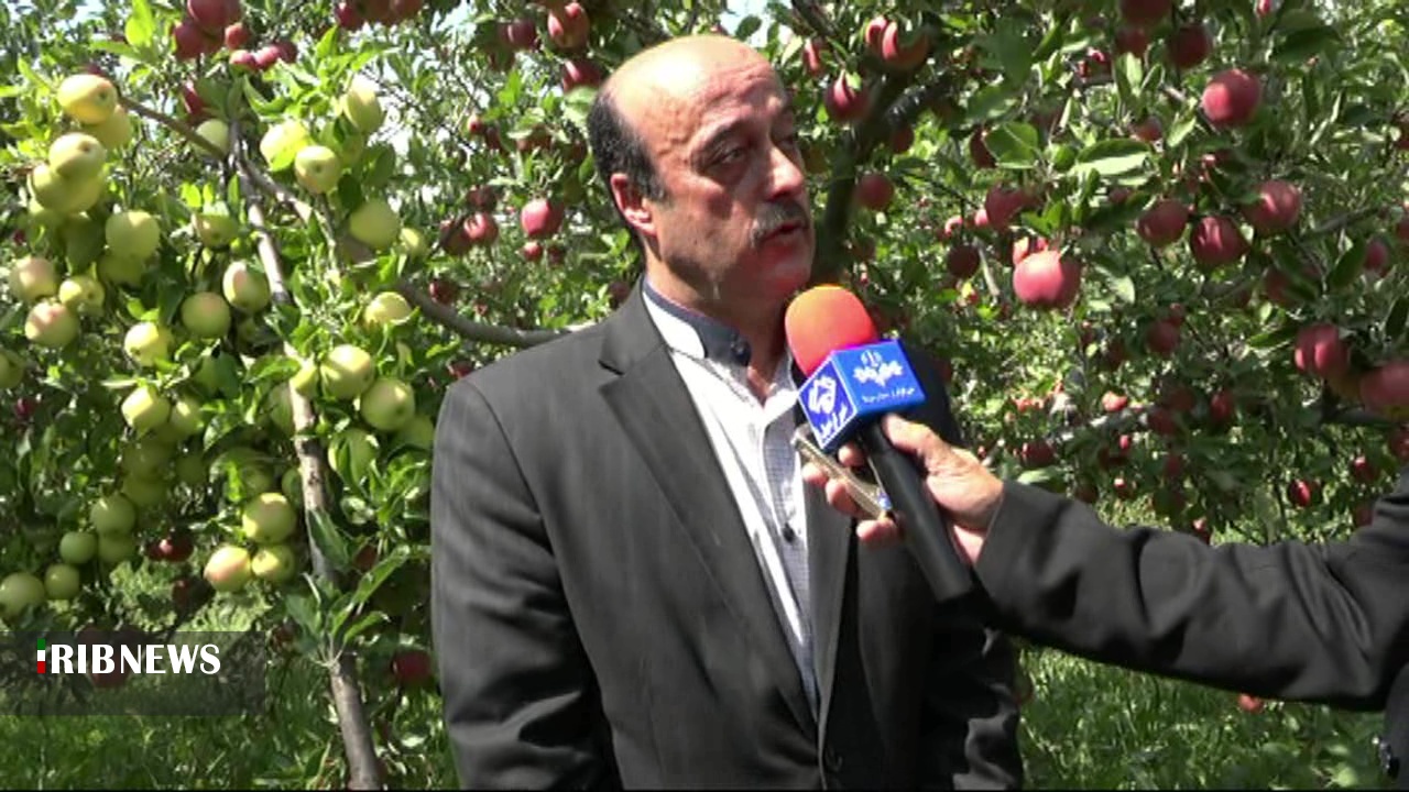 آغاز برداشت سیب در مشگین شهر